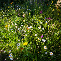 Henley-on-Thames - 13 July 2013 / Our Meadow