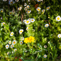 Henley-on-Thames - 13 July 2013 / Our Meadow