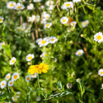 Henley-on-Thames - 13 July 2013 / Our Meadow