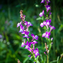 Henley-on-Thames - 13 July 2013 / Our Meadow