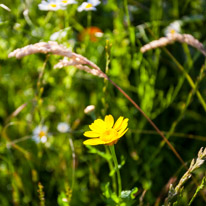 Henley-on-Thames - 13 July 2013 / Our Meadow