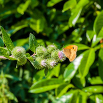 Nuffield - 21 July 2013 / Butterfly