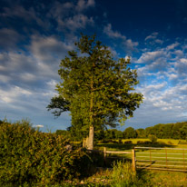 Oakland Farm Campsite - 02 August 2013 / Tree