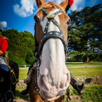Highclere Castle - 03 August 2013 / Horse at Highclere Castle