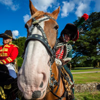 Highclere Castle - 03 August 2013 / Horse at Highclere Castle