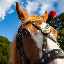 Highclere Castle - 03 August 2013 / Horse at Highclere Castle