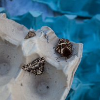 Hill Head - 09 August 2013 / Moths... Don't ask me the latin's name...