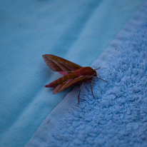 Hill Head - 09 August 2013 / A beautiful moth