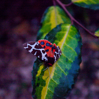 Hill Head - 09 August 2013 / Garden Tiger Moth