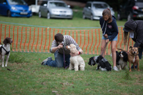 Hurley - 17 August 2013 / Dog race