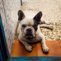 Sant Boi - 24 August 2013 / The dog...