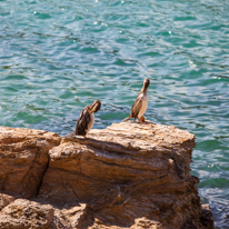 Sa Riera - 29 August 2013 / Cormorans on the beach