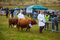 Henley-on-Thames - 14 September 2013 / Beautiful animals at the Henley Show