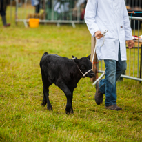 Henley-on-Thames - 14 September 2013 / Beautiful animals at the Henley Show