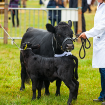 Henley-on-Thames - 14 September 2013 / Beautiful animals at the Henley Show