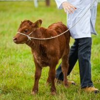 Henley-on-Thames - 14 September 2013 / Beautiful animals at the Henley Show