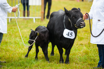 Henley-on-Thames - 14 September 2013 / Beautiful animals at the Henley Show