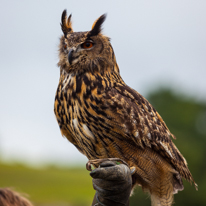 Henley-on-Thames - 14 September 2013 / Birds show