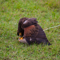 Henley-on-Thames - 14 September 2013 / Birds show