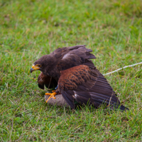 Henley-on-Thames - 14 September 2013 / Birds show