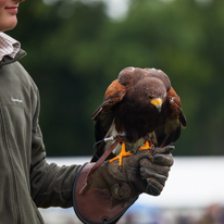 Henley-on-Thames - 14 September 2013 / Birds show