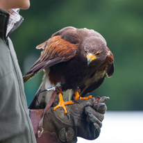 Henley-on-Thames - 14 September 2013 / Birds show