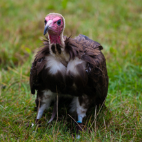 Henley-on-Thames - 14 September 2013 / Birds show