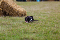 Henley-on-Thames - 14 September 2013 / Dog show