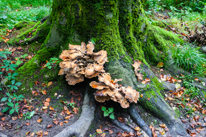 Greys Court - 15 September 2013 / Big mushrooms in the forest around Greys Court