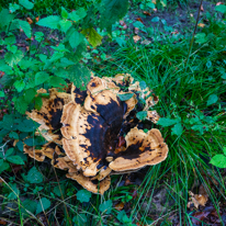 Greys Court - 15 September 2013 / Big mushrooms in the forest around Greys Court