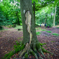 Greys Court - 15 September 2013 / Tree