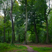 Greys Court - 15 September 2013 / Forest