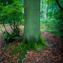 Greys Court - 15 September 2013 / Tree