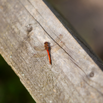 Henley-on-Thames - 12 October 2013 / A little dragonfly