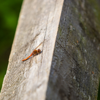 Henley-on-Thames - 12 October 2013 / A little dragonfly