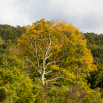 Henley-on-Thames - 12 October 2013 / The colors of fall...