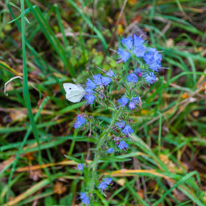 Cholsey - 26 October 2013 / Late flower with a butterfly