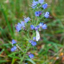 Cholsey - 26 October 2013 / Late flower with a butterfly