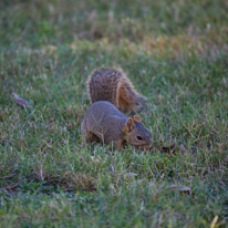 San Antonio - 02 November 2013 / Squirrel near the Mission Conception