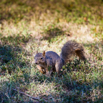 San Antonio - 02 November 2013 / More of this funny squirrel