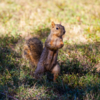 San Antonio - 02 November 2013 / More of this funny squirrel