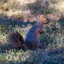 San Antonio - 02 November 2013 / More of this funny squirrel