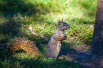 San Antonio - 02 November 2013 / More of this funny squirrel