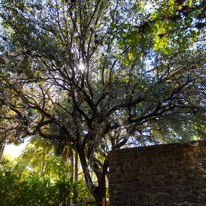 San Antonio - 02 November 2013 / Beautiful tree in the park