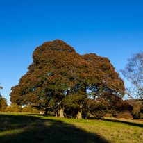 Basildon Park - 10 November 2013 / Trees