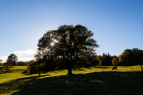 Basildon Park - 10 November 2013 / Trees