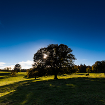 Basildon Park - 10 November 2013 / Trees