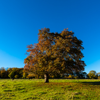 Basildon Park - 10 November 2013 / Trees
