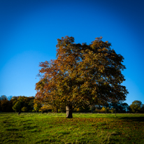 Basildon Park - 10 November 2013 / More trees