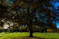 Basildon Park - 10 November 2013 / More trees